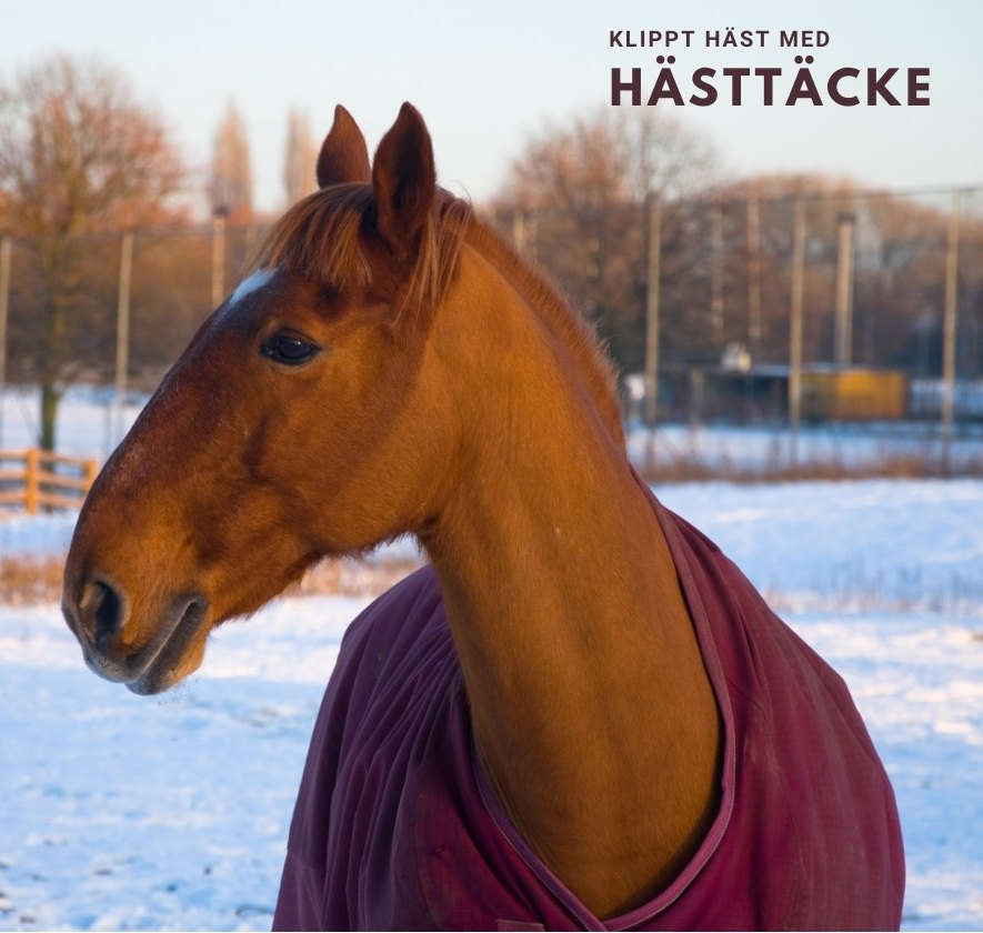 Häst med täcke i kall temperatur