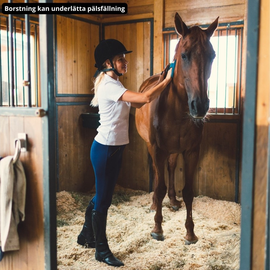 Borstar hästen som fäller päls